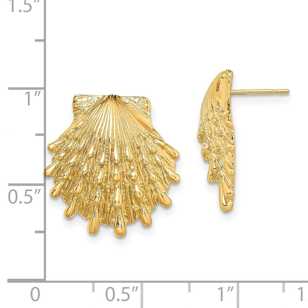 14k Yellow Gold Lion's Paw Shell Stud Earrings