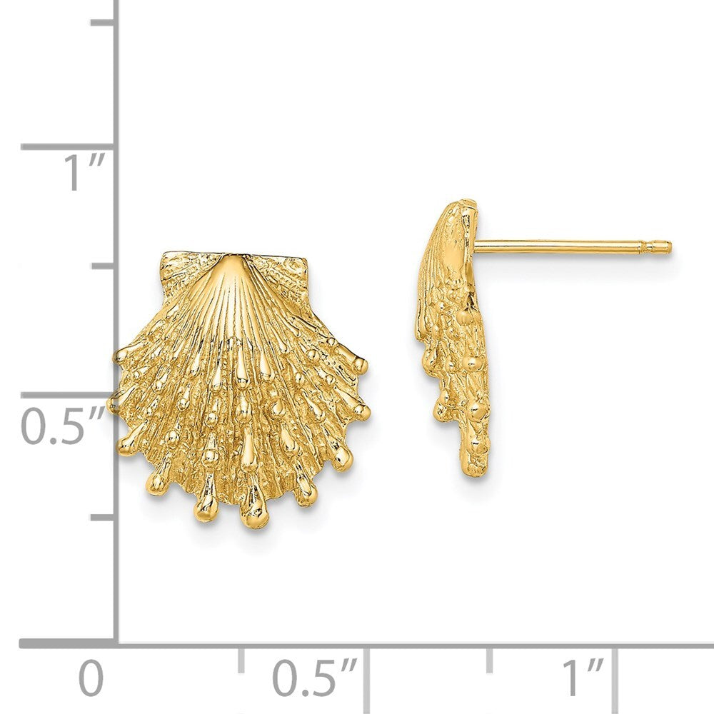14k Yellow Gold Lion's Paw Shell Stud Earrings
