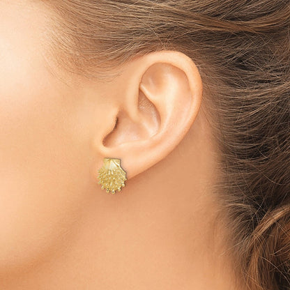 14k Yellow Gold Lion's Paw Shell Stud Earrings