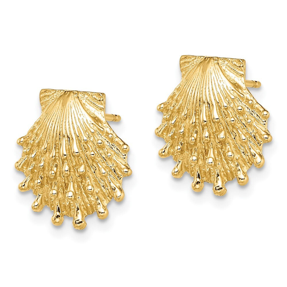 14k Yellow Gold Lion's Paw Shell Stud Earrings