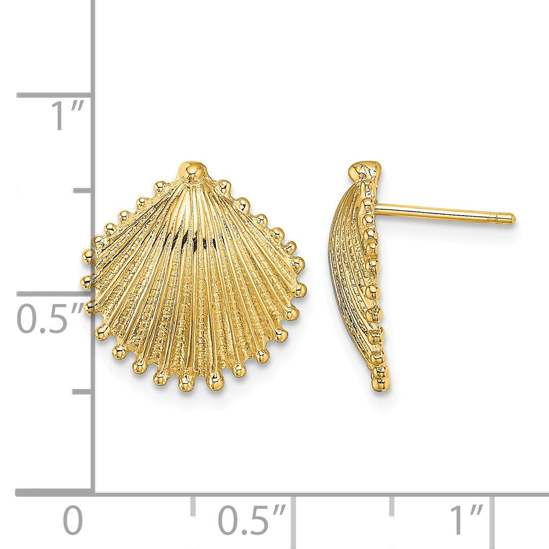 14K Scallop Shell Post Earrings