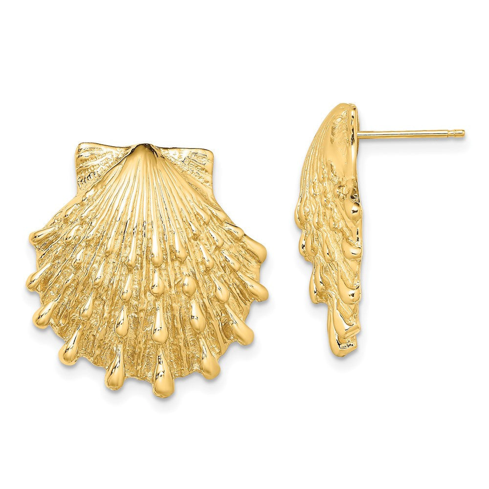 14k Yellow Gold Lion's Paw Shell Stud Earrings