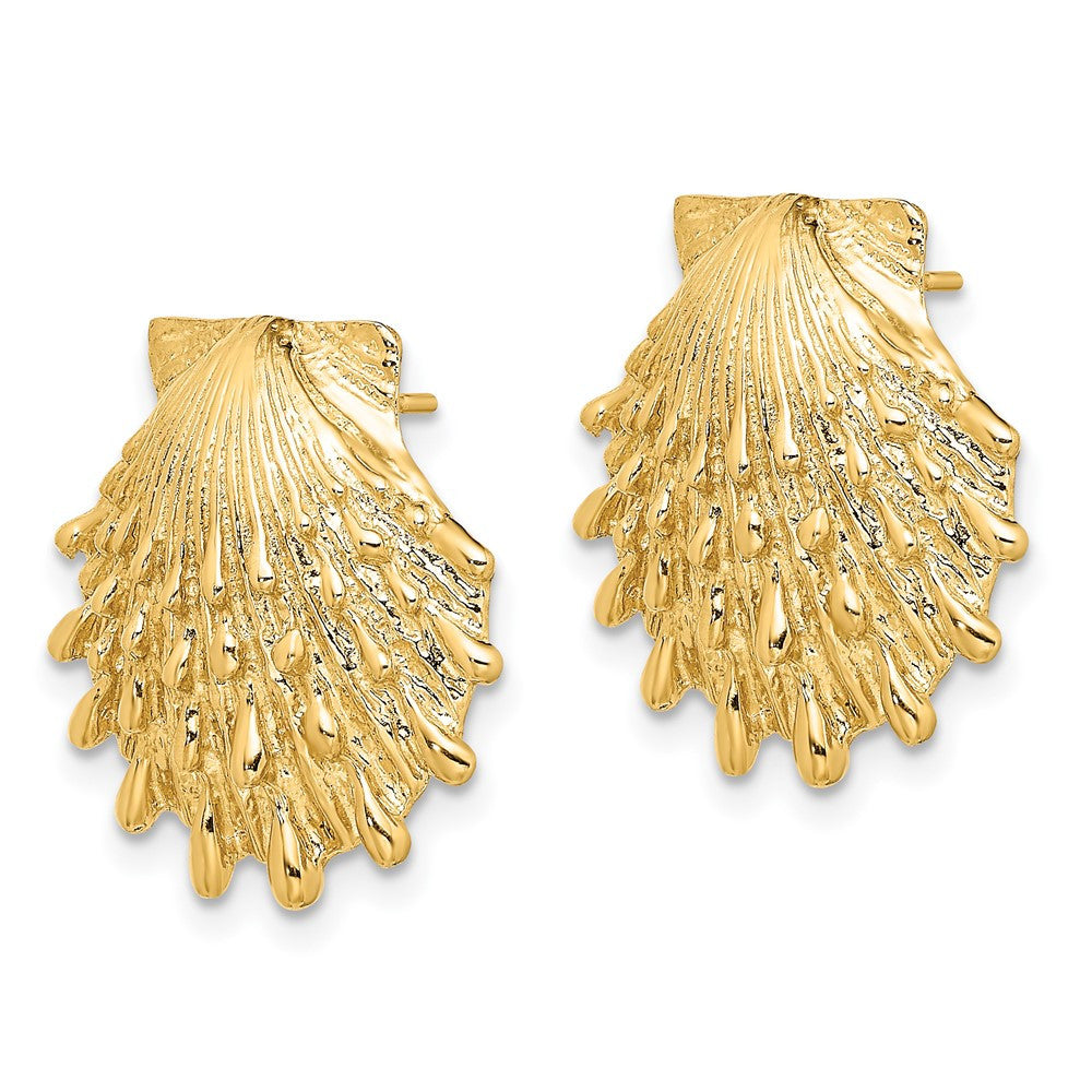 14k Yellow Gold Lion's Paw Shell Stud Earrings