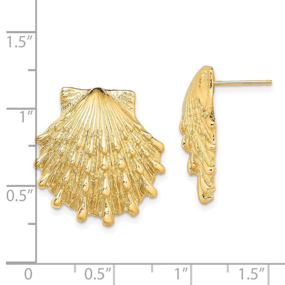 14k Yellow Gold Lion's Paw Shell Stud Earrings
